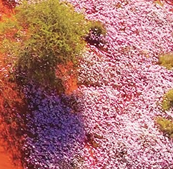 取り扱いブランド2