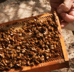 取り扱いブランド5