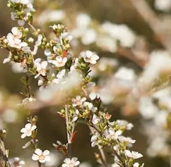 取り扱いブランド6