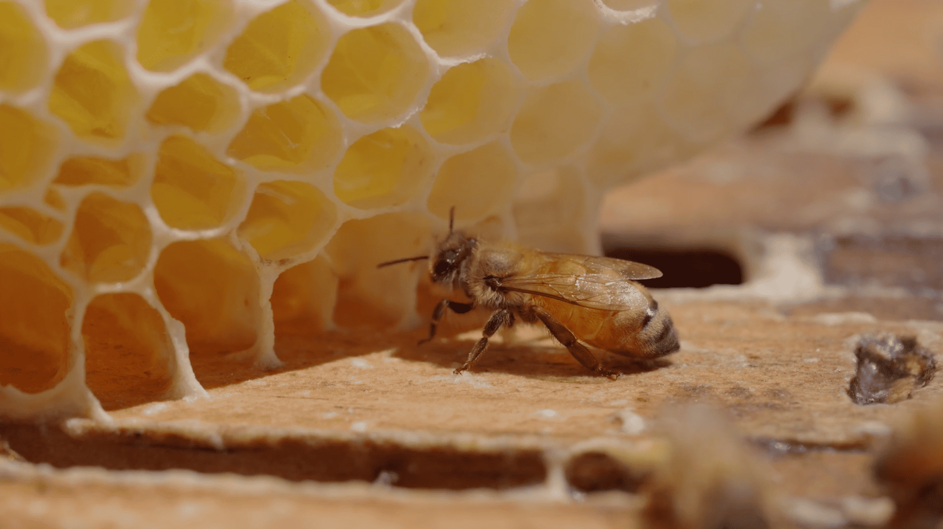 ミツバチのイメージ2