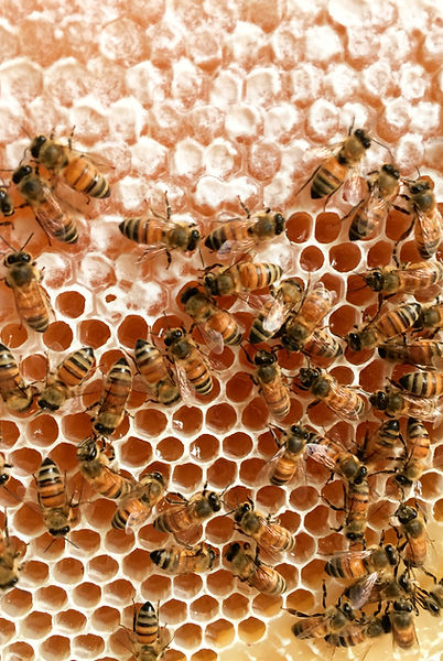 ミツバチと共に生きる養蜂