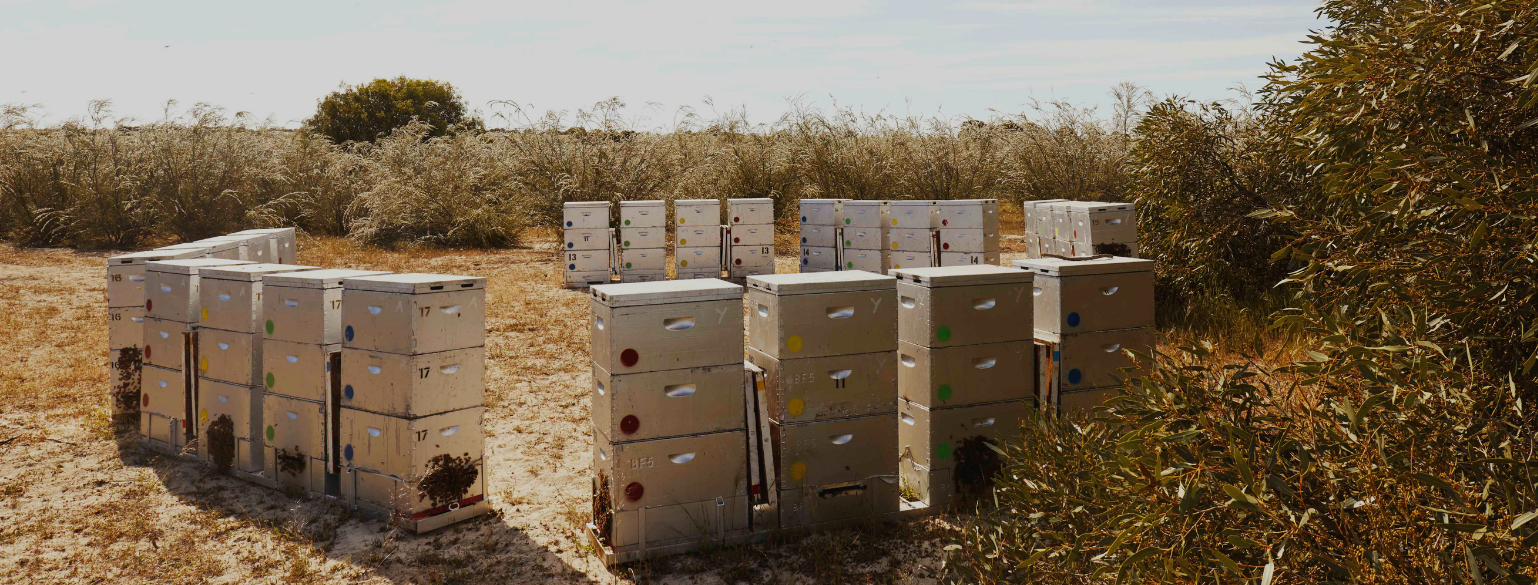 養蜂環境と巣箱